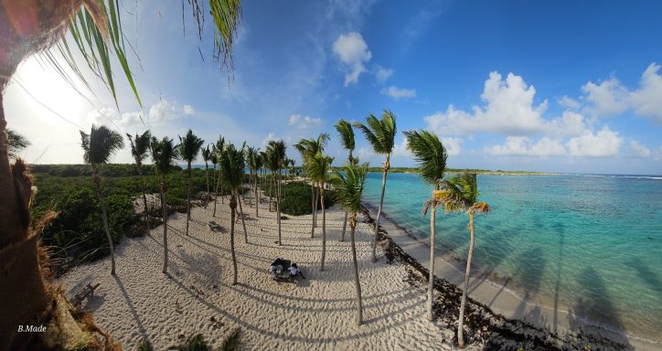 Élagage de cocotier avec intervention en hauteur à Petite Terre Élagage de cocotier avec intervention en hauteur à Petite Terre