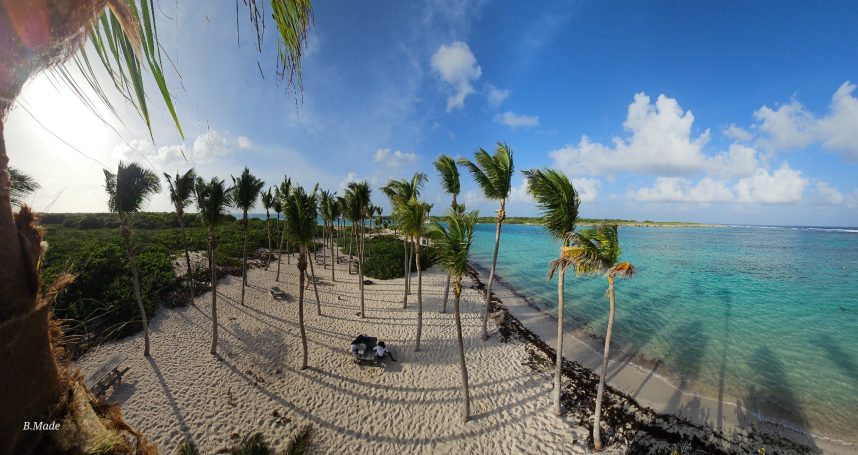 Elagage de cocotier sur la réserve de Petite Terre