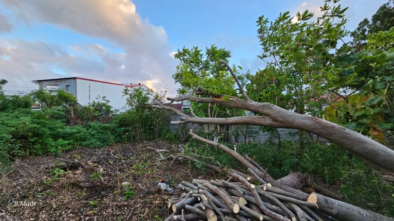 Nettoyage d'un arbre déraciné par la tempête Tammy