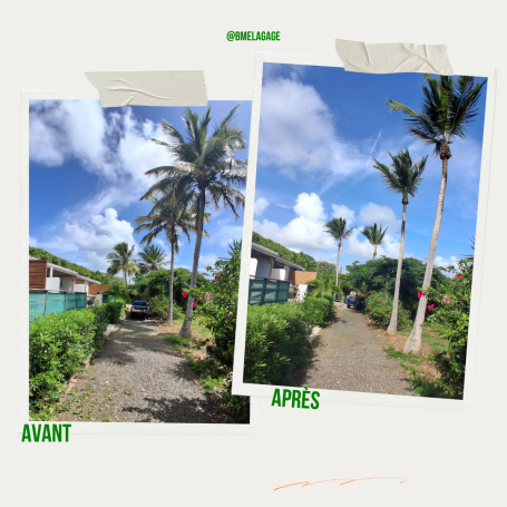 Elagage de cocotier pour un particulier