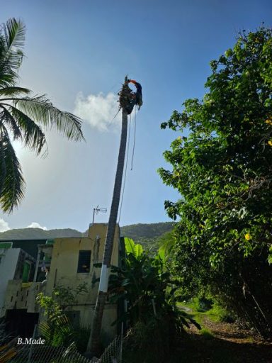 Démontage d’un cocotier chez un particulier avant la saison cyclonique Démontage d’un cocotier chez un particulier à La Désirade en Guadeloupe