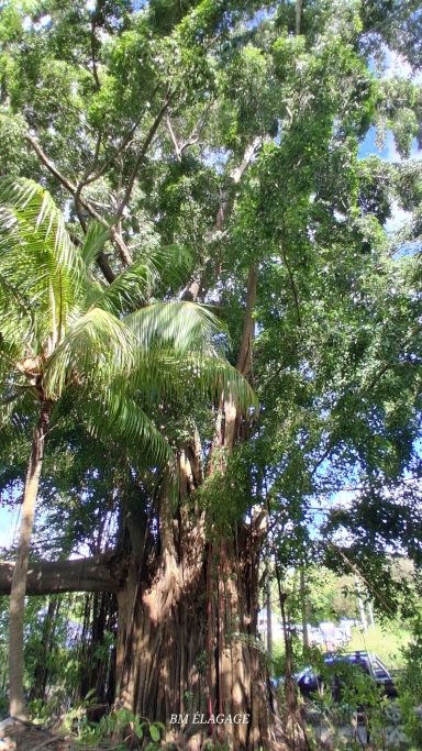 Démontage d'un grand ficus en bord de route chez un particulier Démontage sécurisé d’un ficus chez un particulier en Guadeloupe
