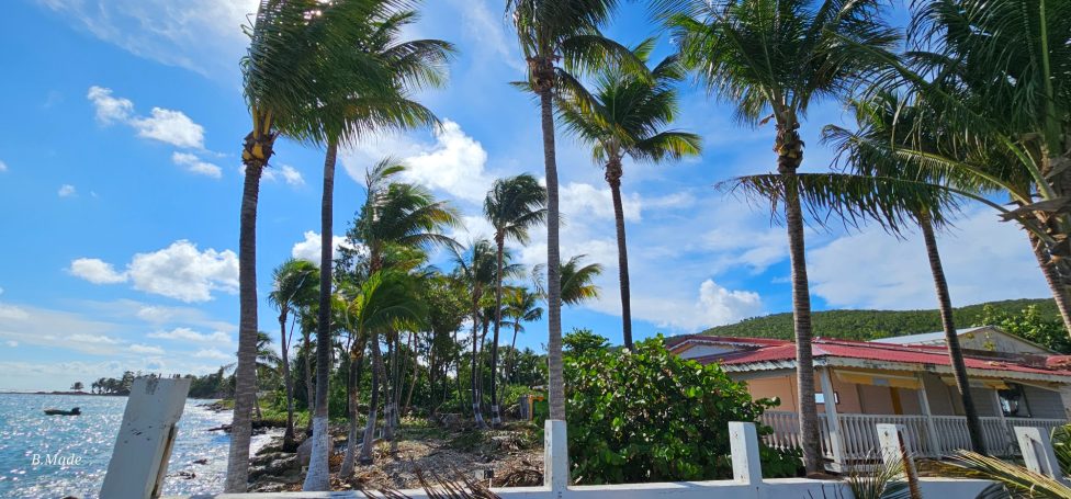 Elagage de cocotier pour un hôtel