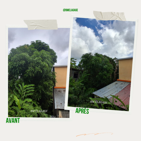 Reduction d'un manguier chez un particulier Reduction arbre