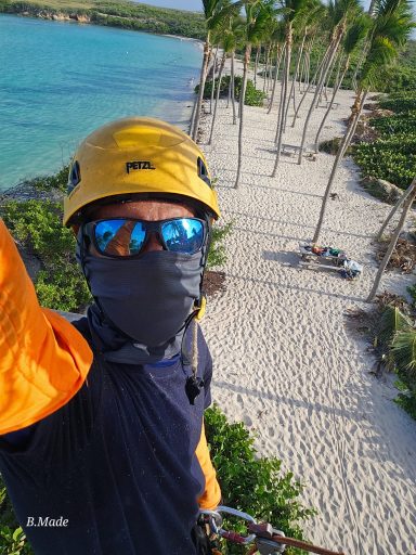 Élagage de cocotier avec intervention en hauteur à Petite Terre Élagage d’un cocotier en Guadeloupe par un professionnel