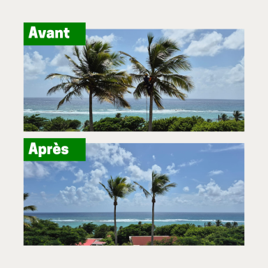 Elagage de cocotier chez un professionnel du tourisme à Désirade Élagage d’un cocotier en Guadeloupe par un professionnel